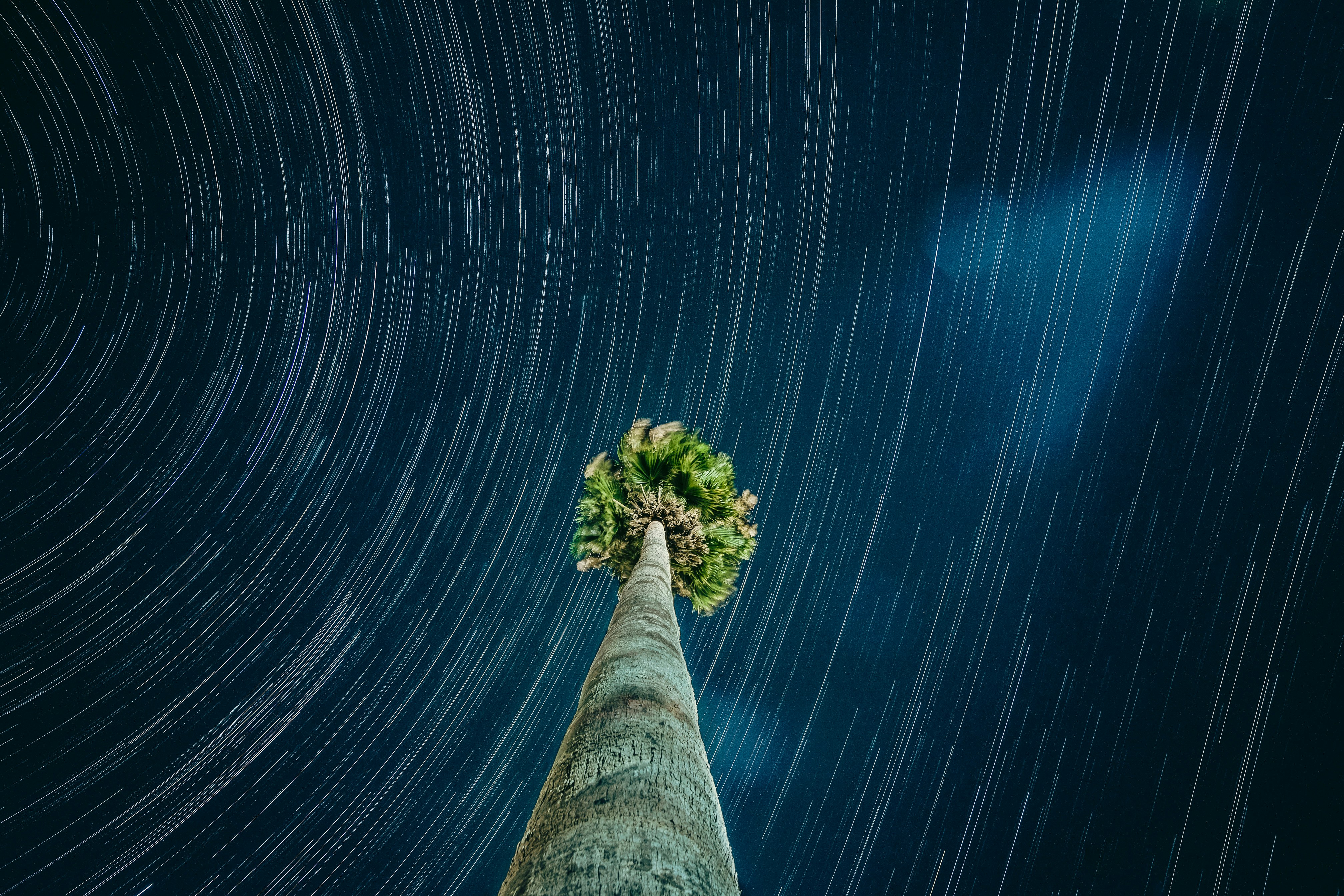 time lapse photography of tree